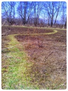 Fernwood Prairie