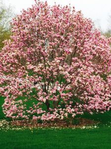 Full Bloom Magnolia