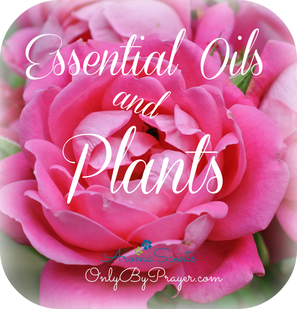 Essential Oils and Plants