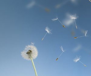 Dandelion seeds